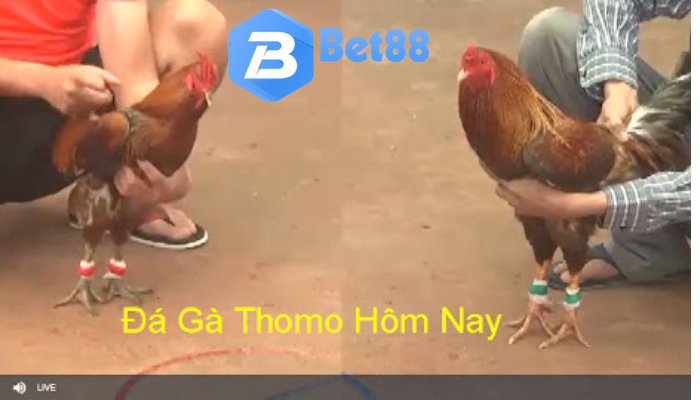 Đá gà trực tiếp Thomo Bình Luận trên bet88 là một trải nghiệm thú vị và hấp dẫn cho những người yêu thích đá gà.