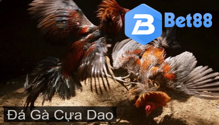 Đá Gà Cựa Dao Luật Chơi Cơ Bản Tại Bet88